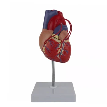 Y8AD Žmogaus Širdies Anatomijos Modelis 1:1 Gyvenimas Dydžio Ekranas Turėtojas Širdies Tyrimą Širdies Šuntavimo Demonstravimo
