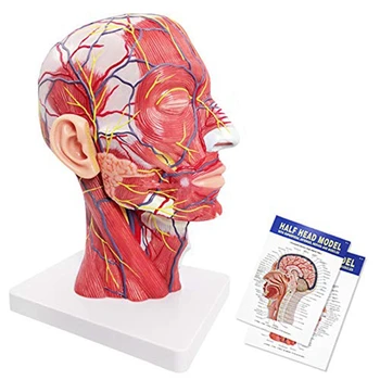 Žmogaus Pusė Galvos Paviršutiniškas Neuroangiochirurgijos Modelis su Raumenimis, Gyvenimo Dydis Anatomijos Galvos Modelį, Kaukolės ir galvos Smegenų